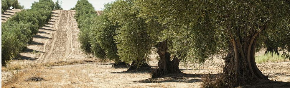 olio greco extravergine di alta qualita 