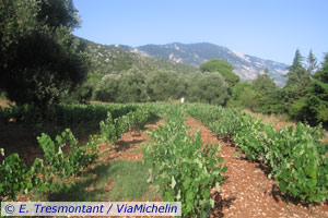 Campagna Cefalonia